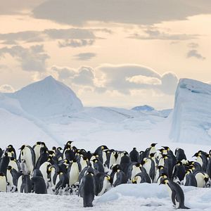 Bilder Die Reise der Pinguine 2