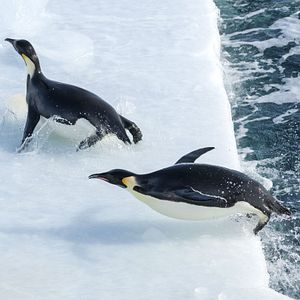 Bilder Die Reise der Pinguine 2