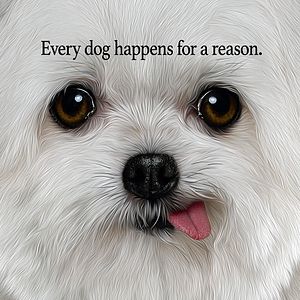 Bilder Bailey - Ein Freund fürs Leben