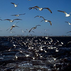 Bilder Wildes Niedersachsen - Zwischen Wattenmeer, Heide und Harz