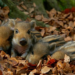 Bilder Wildes Niedersachsen - Zwischen Wattenmeer, Heide und Harz