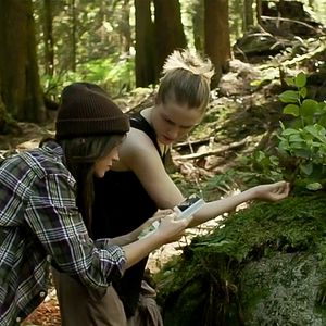 Bilder Into The Forest