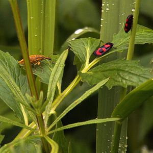 Bilder Gilles Clément, Le Jardin en mouvement