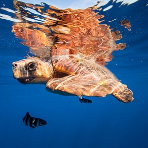 Bilder Die Kanarischen Inseln