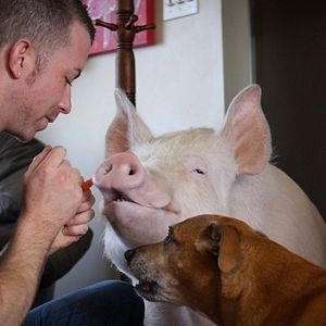 Bilder The End Of Meat - Eine Welt ohne Fleisch