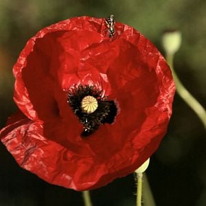 Bilder L'éveil de la permaculture