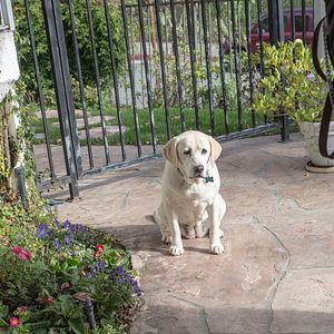 Bilder Ein Hund rettet den Sommer