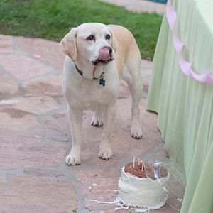 Bilder Ein Hund rettet den Sommer