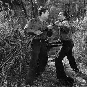 Bilder In den Sümpfen