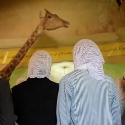 Bilder Waiting for Giraffes