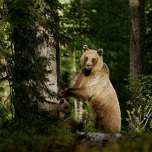 Bilder Die Rückkehr der Raubtiere