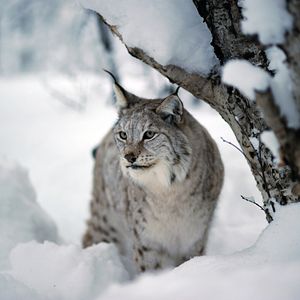 Bilder Die Rückkehr der Raubtiere