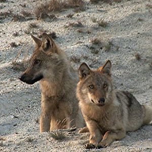 Bilder Die Rückkehr der Raubtiere