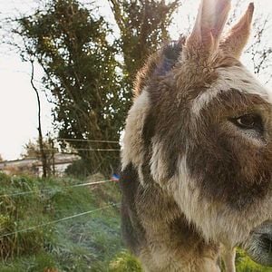 Bilder Do Donkeys Act?