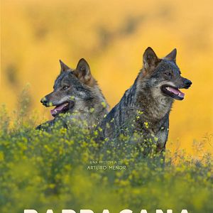 Bilder Barbacana, la huella del lobo