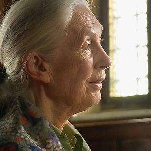 Bilder Jane Goodall