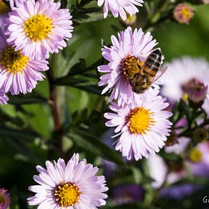 Bilder Zéro Phyto 100% Bio