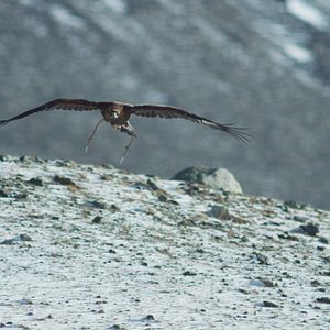 Bilder The Eagle Huntress