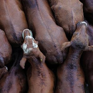 Bilder Histoires de la plaine