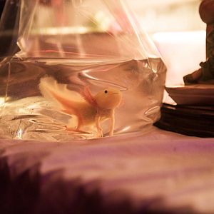 Bilder Axolotl Overkill