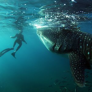 Bilder Die Farbe der Sehnsucht