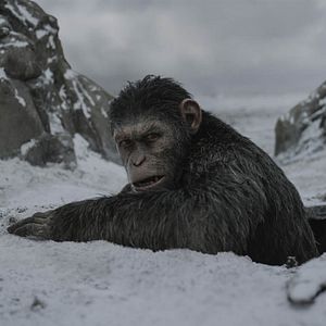 Bilder Planet der Affen 3: Survival