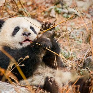 Bilder Born In China