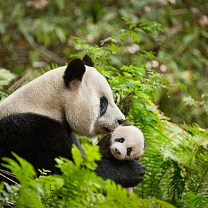 Bilder Born In China