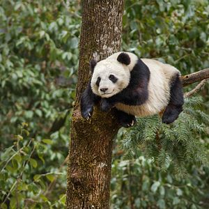 Bilder Born In China