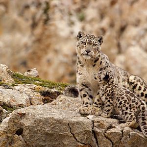 Bilder Born In China