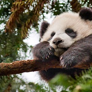 Bilder Born In China