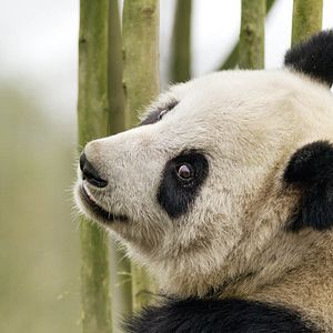 Bilder Born In China