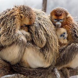 Bilder Born In China