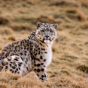 Bilder Born In China