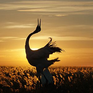 Bilder Born In China