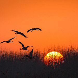 Bilder Born In China