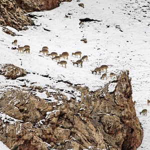 Bilder Born In China