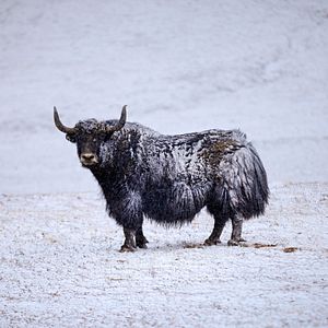 Bilder Born In China