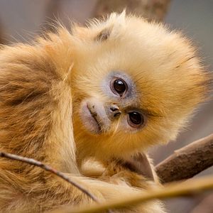 Bilder Born In China