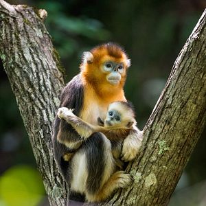 Bilder Born In China