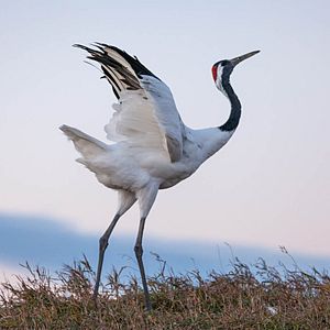 Bilder Born In China