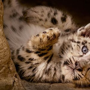 Bilder Born In China