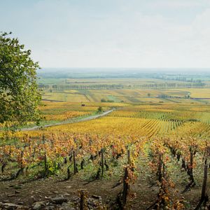 Bilder Der Wein und der Wind