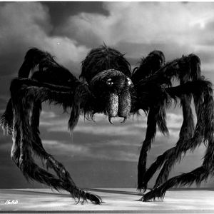 Bilder Tarantula