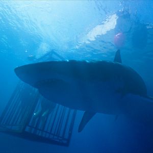 Bilder 47 Meters Down