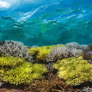 Bilder Chasing Coral