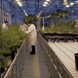 Bilder Intelligente Bäume