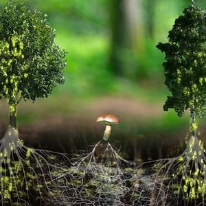 Bilder Intelligente Bäume