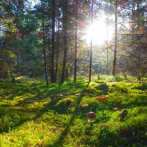 Bilder Intelligente Bäume