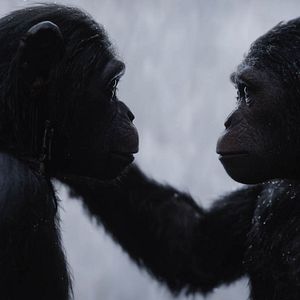 Bilder Planet der Affen 3: Survival